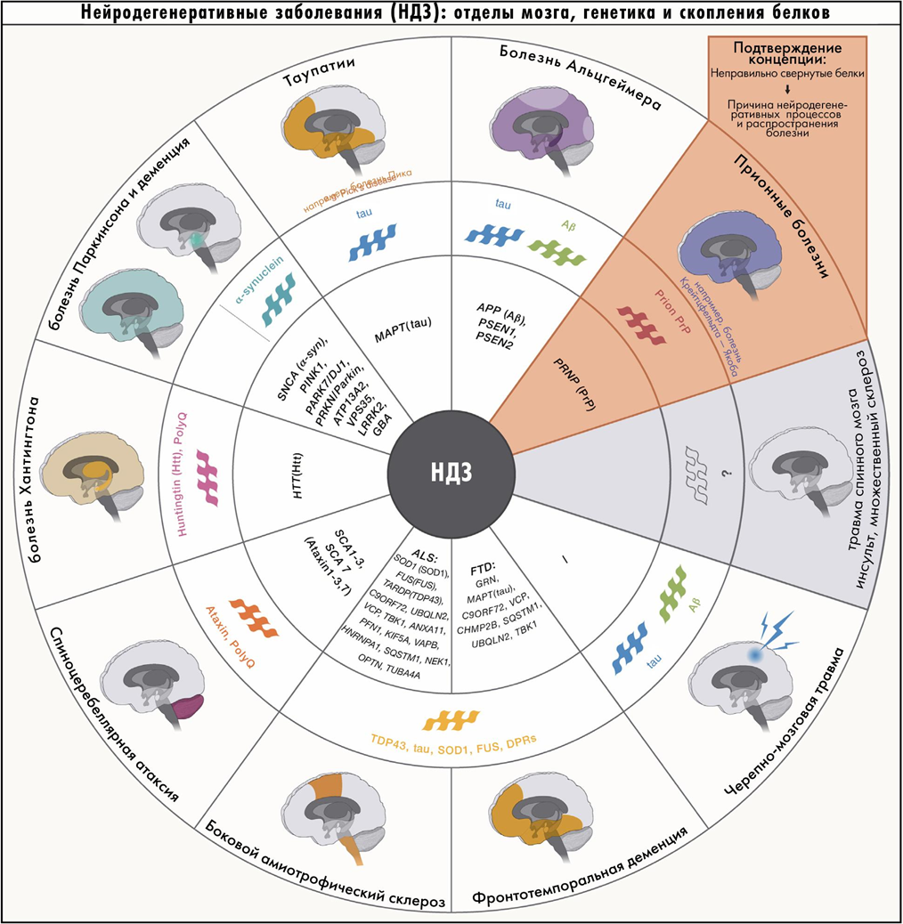 Основные причины развития нейродегенеративных болезней: связь патологических форм белка и поврежденных структур мозга