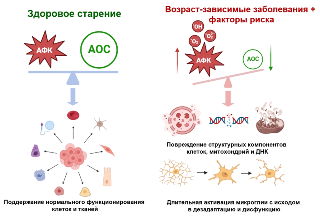 Окислительный стресс и его последствия