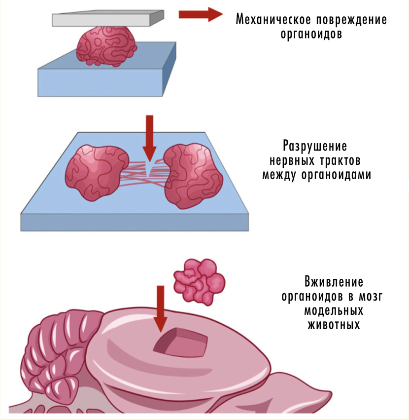 Совмещение органоидов и животной модели