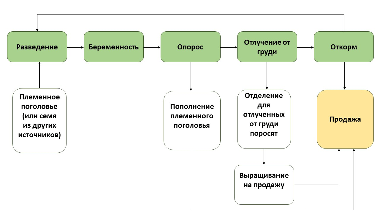 Основные этапы производства на современной свиноферме