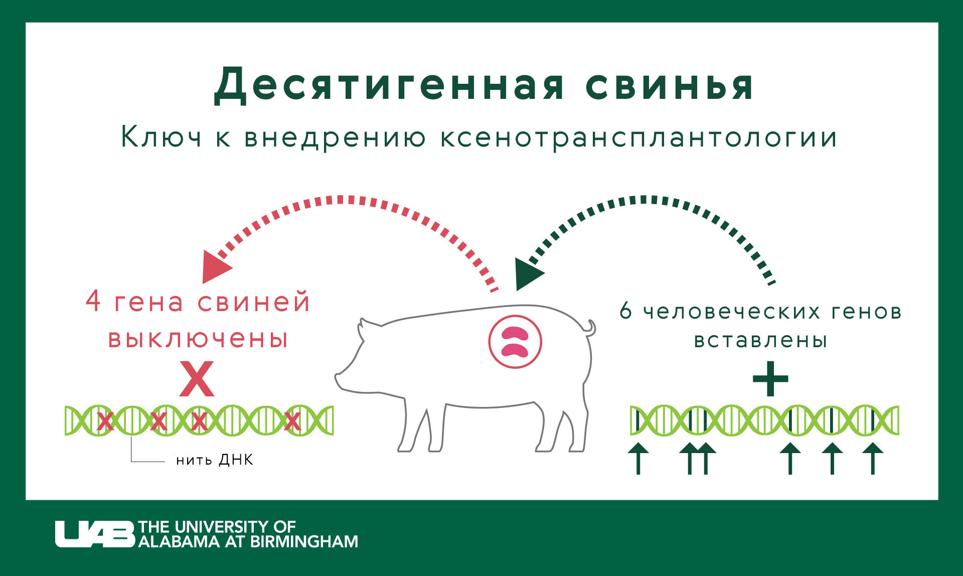 Генная модификация свиней в ксенотранспланталогии: «тут пришить, там отрезать»