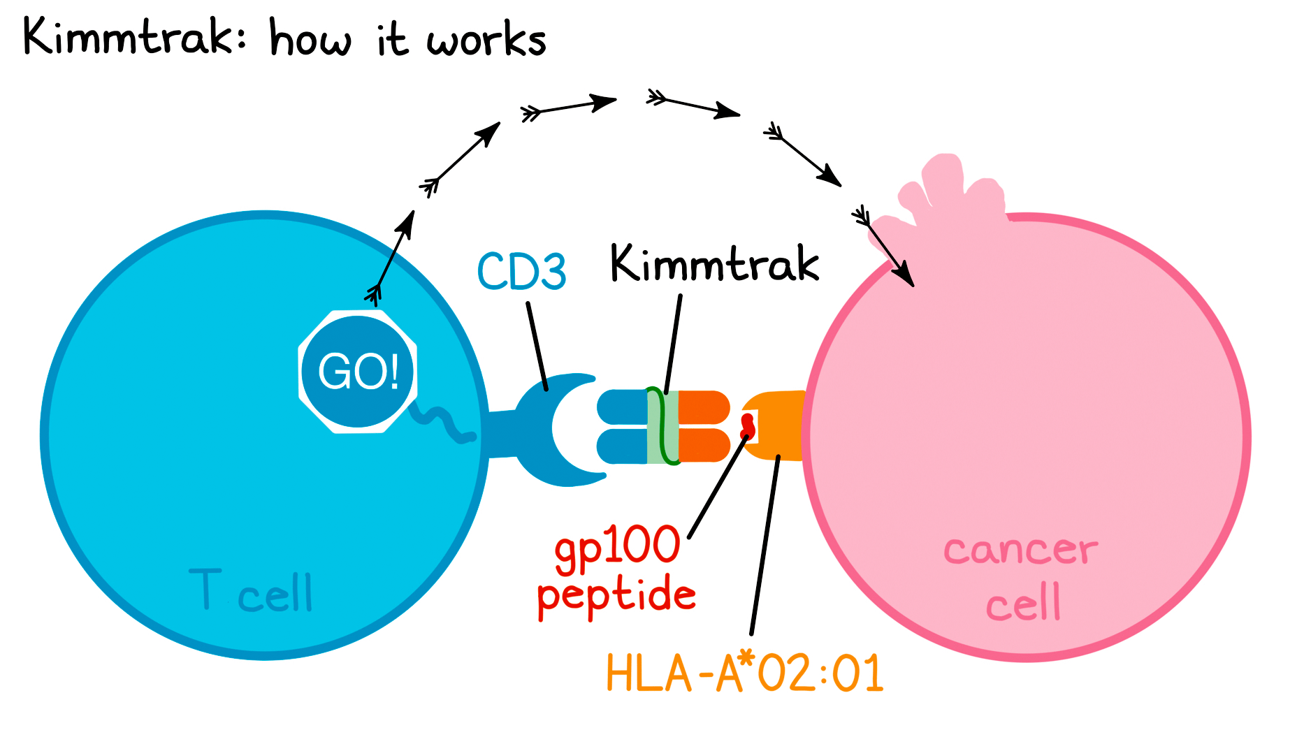 Биспецифическое антитело Kimmtrak