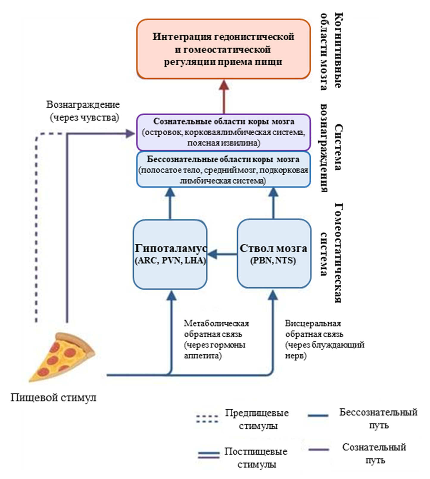 Регуляция потребления пищиD