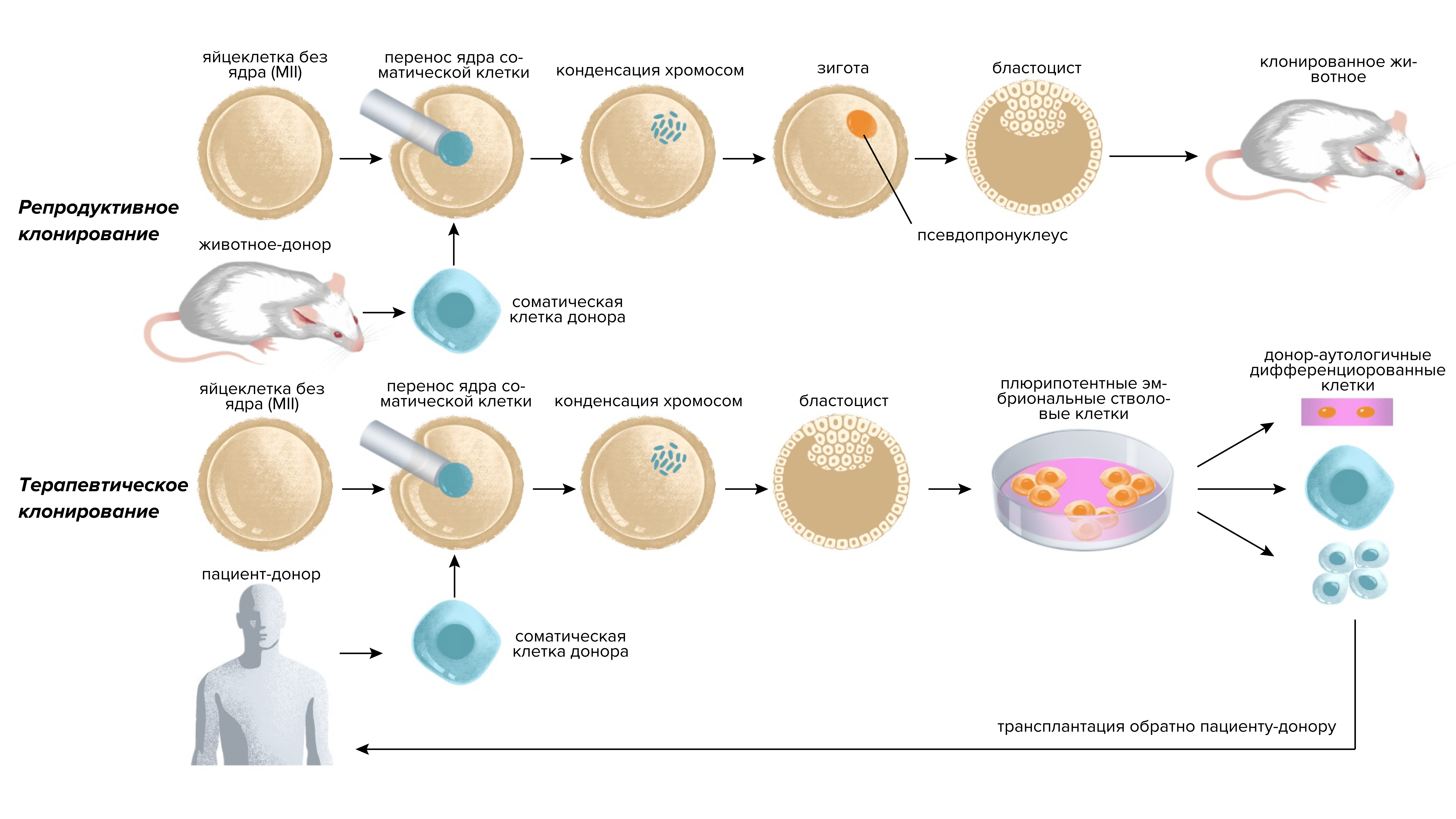 Рисунок 16. «Обычное» (репродуктивное; <i>сверху</i>) и терапевтическое (<i>снизу</i>) клонирование.