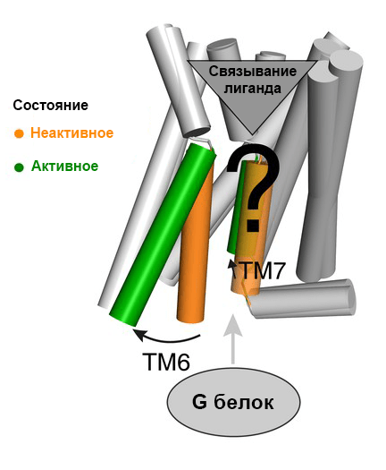 Схема активации GPCR класса А