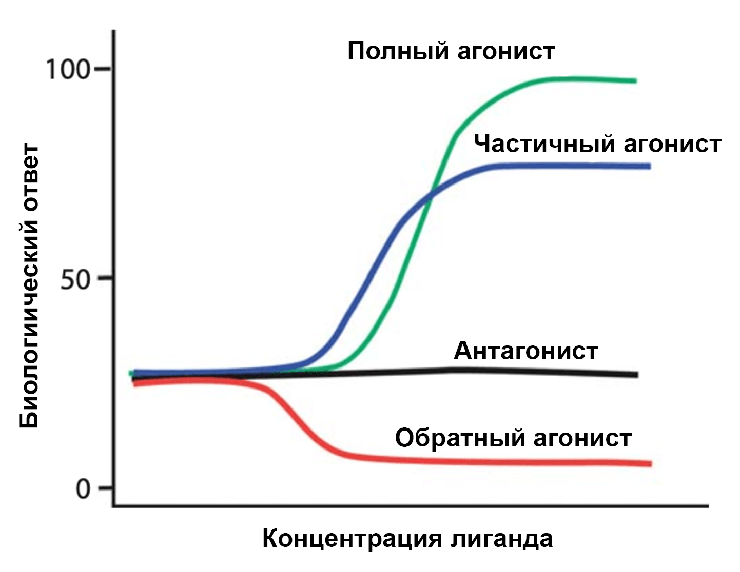 Зависимость базальной активности рецептора от концентрации лигандов различного типа