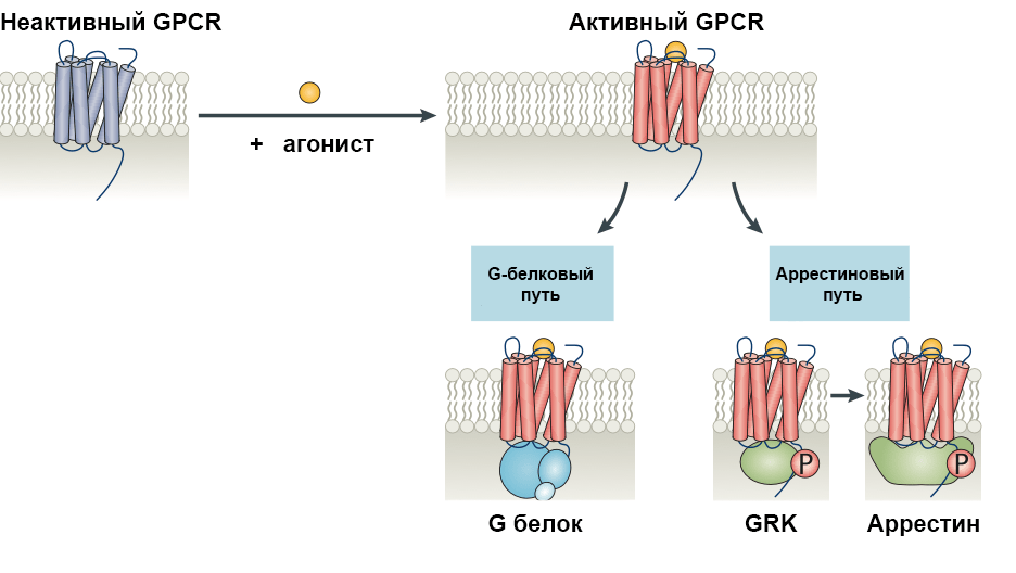 Передача сигналов от рецептора, связанного с G-белком