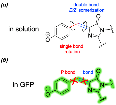 Иллюстрация принципа работы хромофора GFP