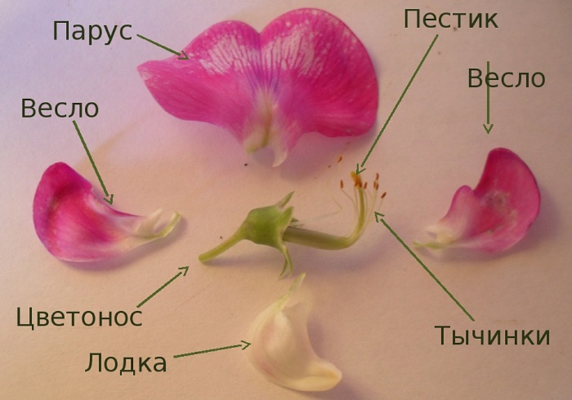 Строение цветка семейства Бобовых