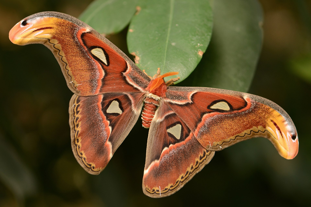 Атласская моль (Attacus atlas)