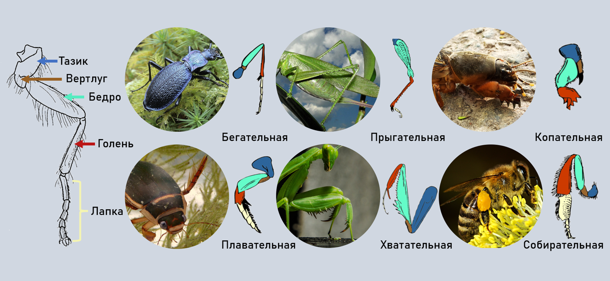 Разнообразные конечности насекомых и их функции