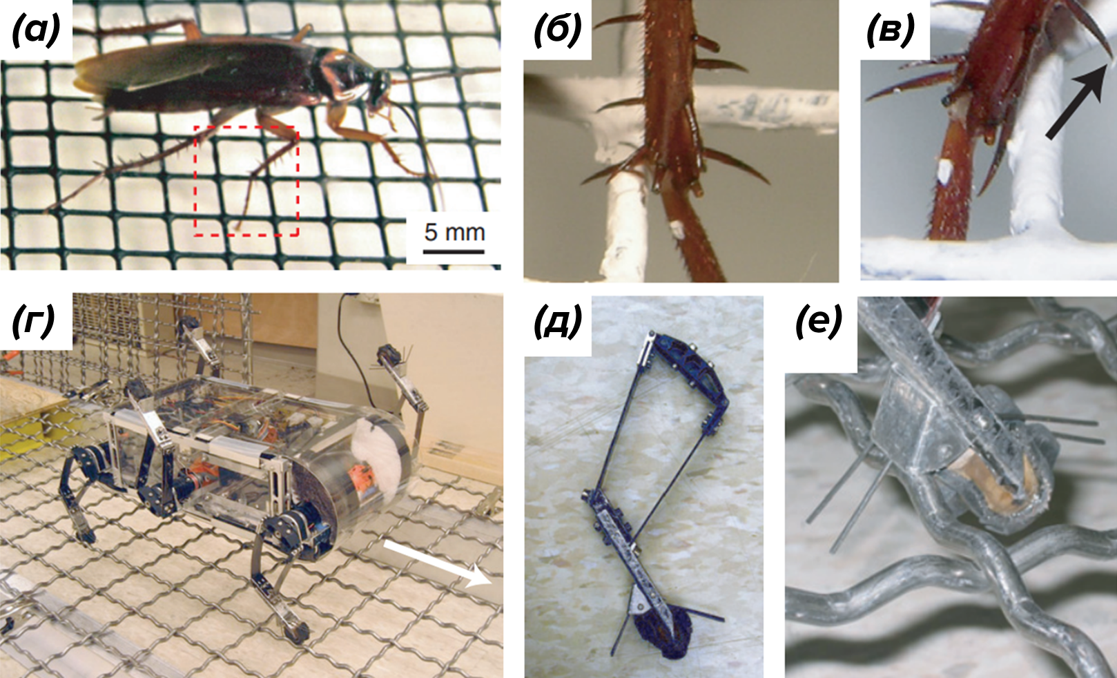 Шипы на голенях таракана и на «ногах» поискового робота