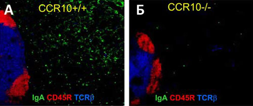 Антителообразующие B-лимфоциты CCR10