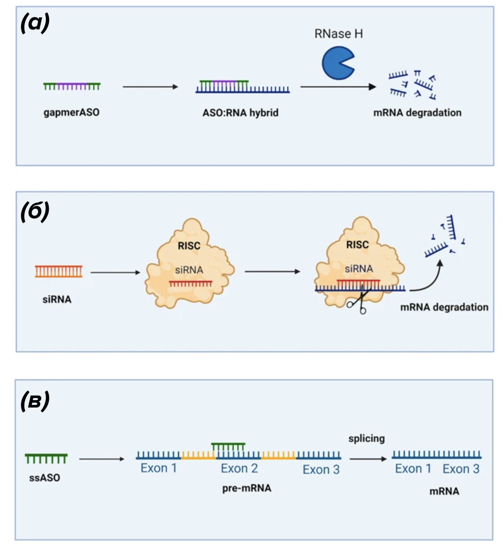 Механизмы действия антисенсовых олигонуклеотидов и малых интерферирующих РНК