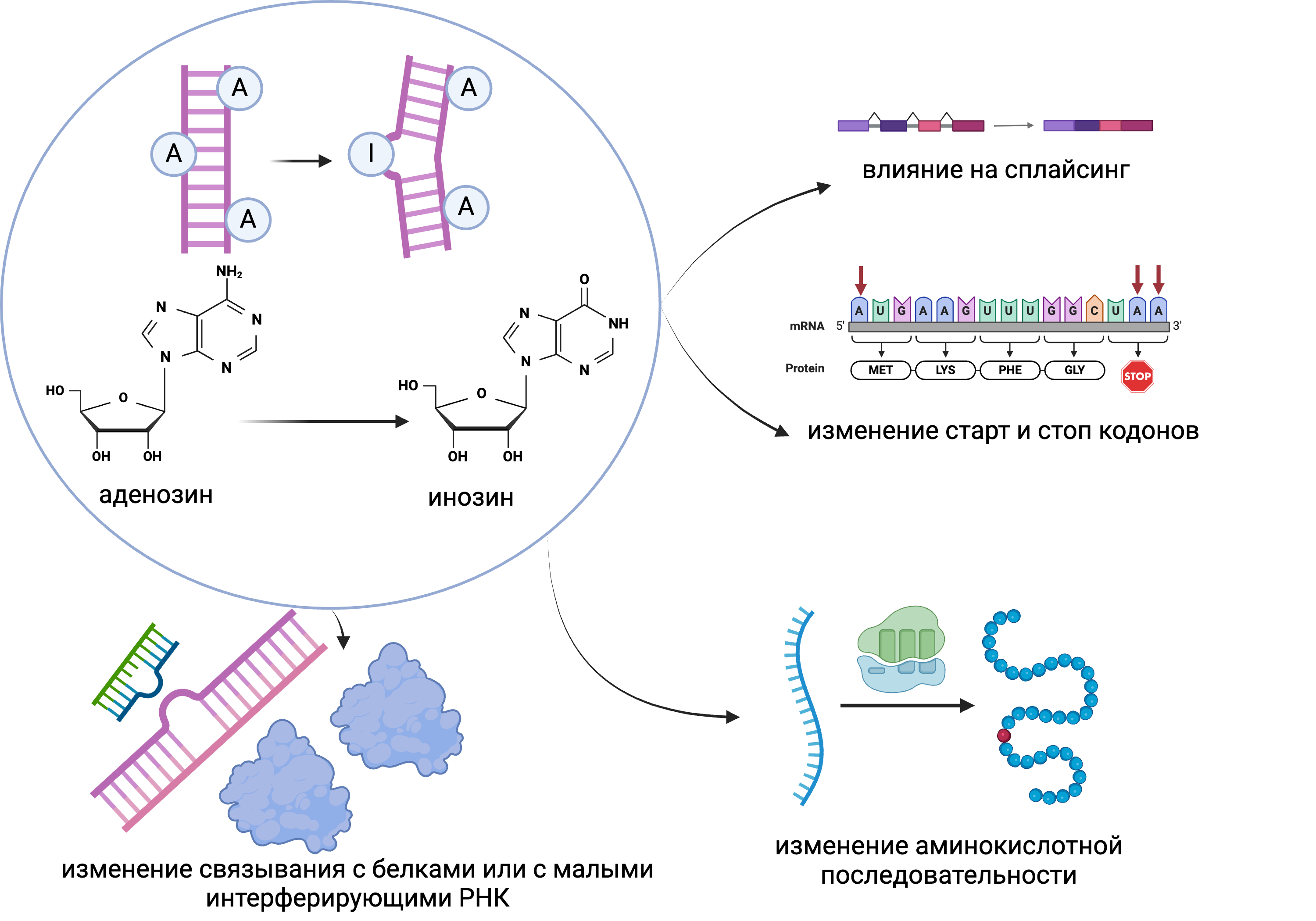 Влияние A-to-I редактирования РНК на изменение функции молекул мРНК и белка