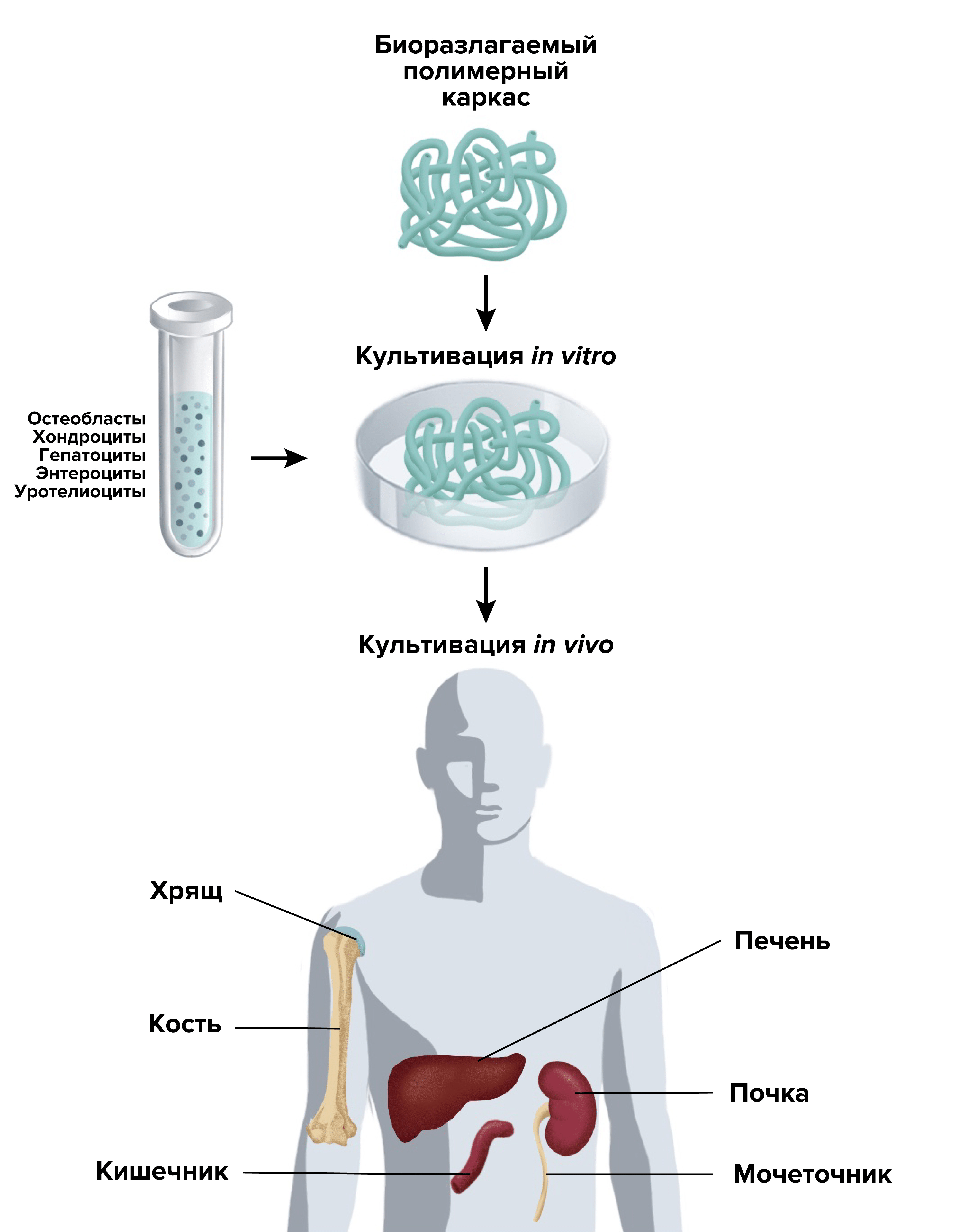 Рисунок