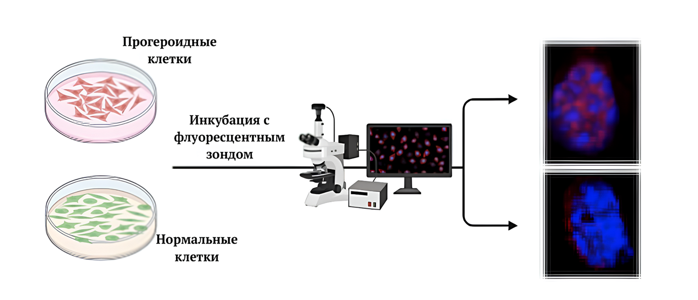 Выявление прогероидных и нормальных клеток при помощи флуоресцентного зонда 