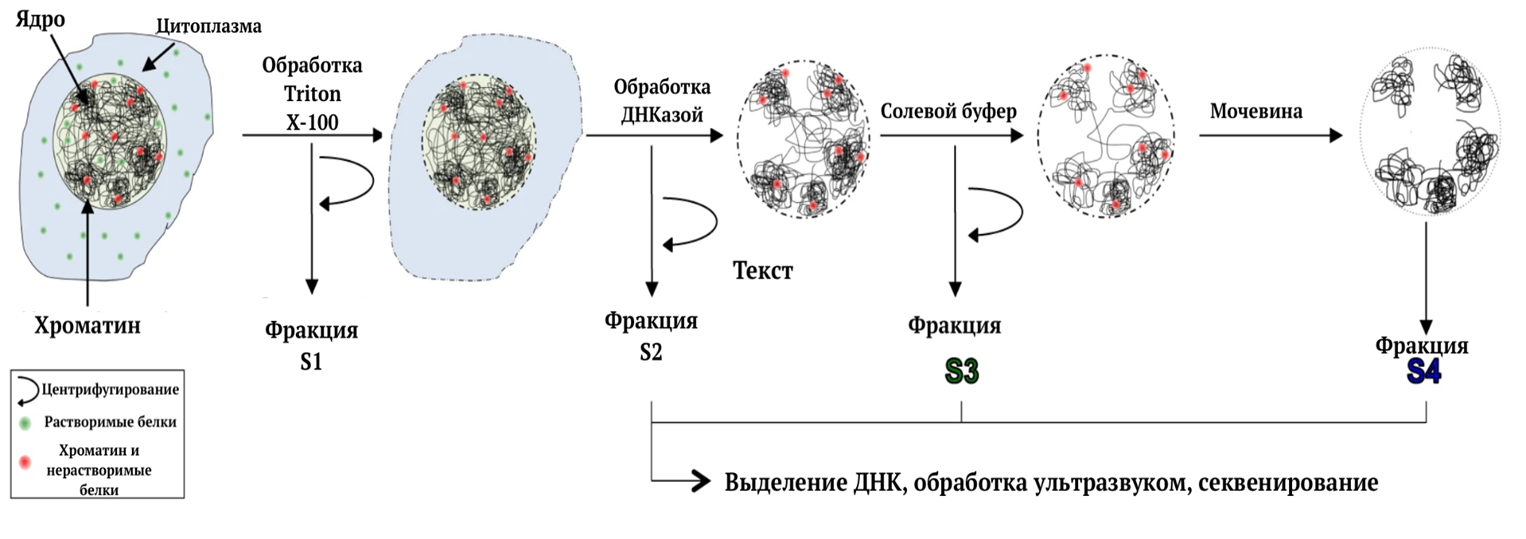 Схематическое изображение метода SAMMY-seq