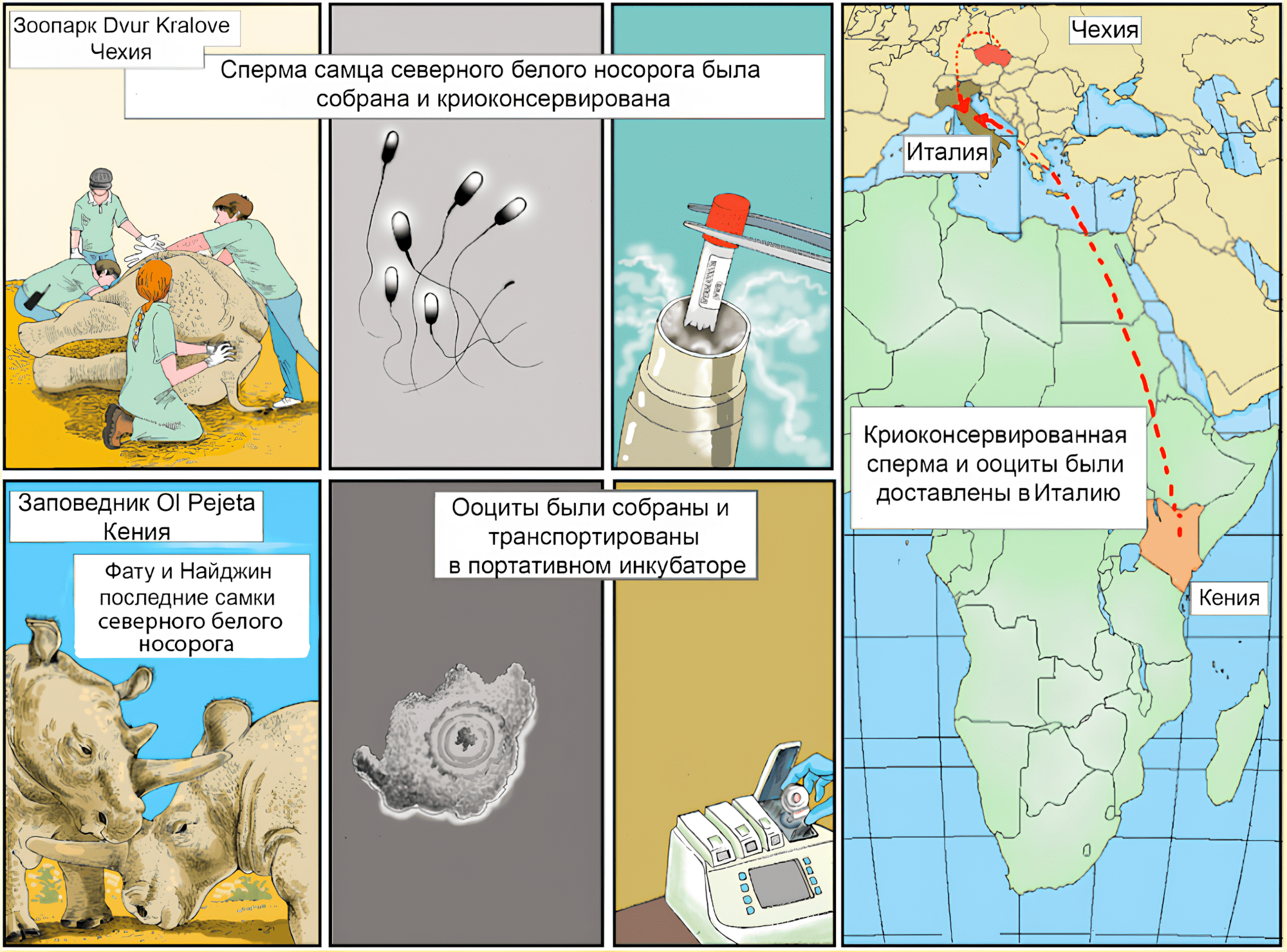 Тернистый путь «искусственного» размножения северного белого носорога
