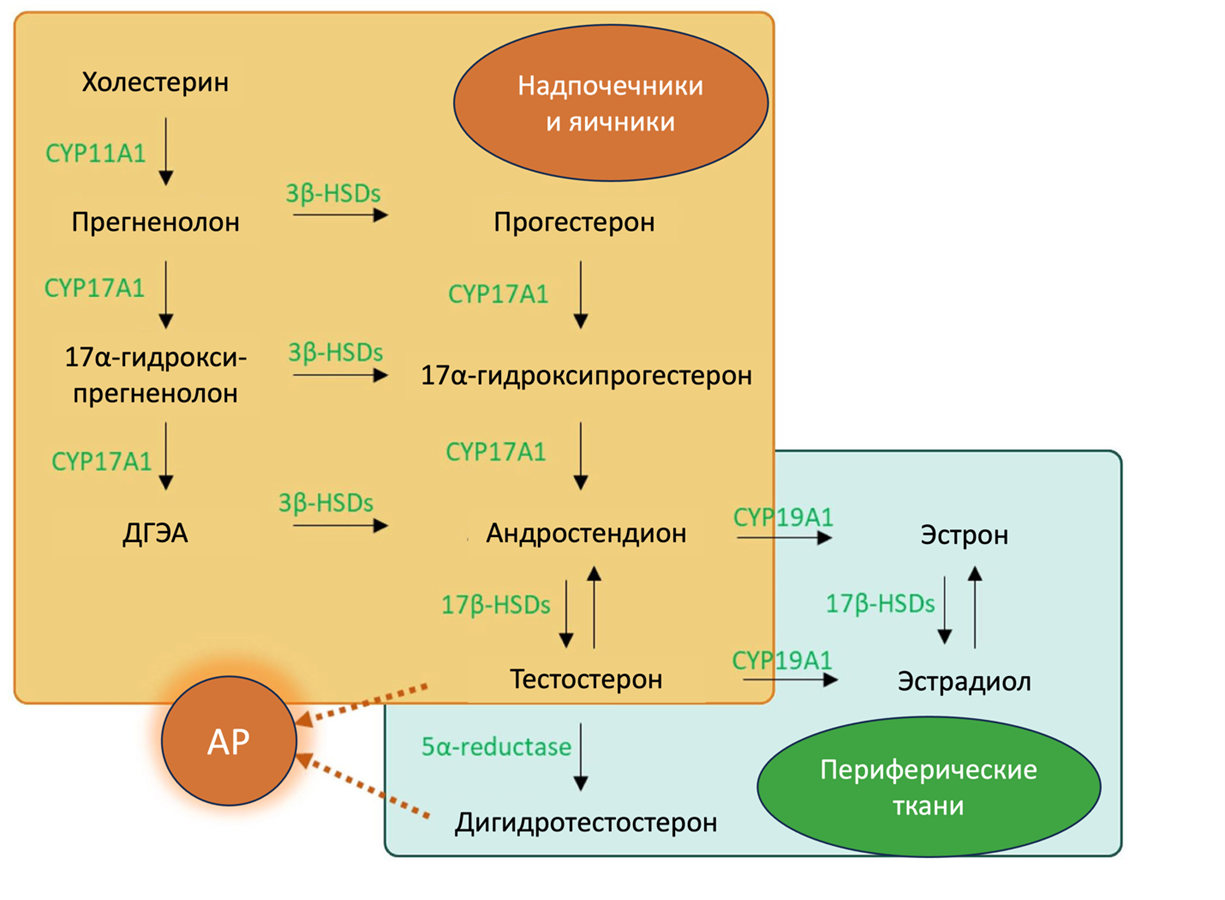 Схематическое изображение синтеза андрогенов в женском организме