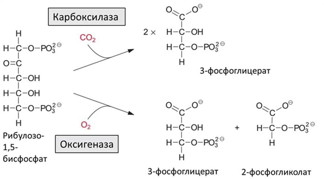 РуБисКО может присоединять как углекислый газ, так и кислород