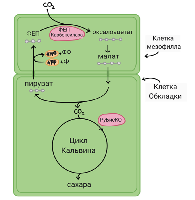 Схема С4-фотосинтеза