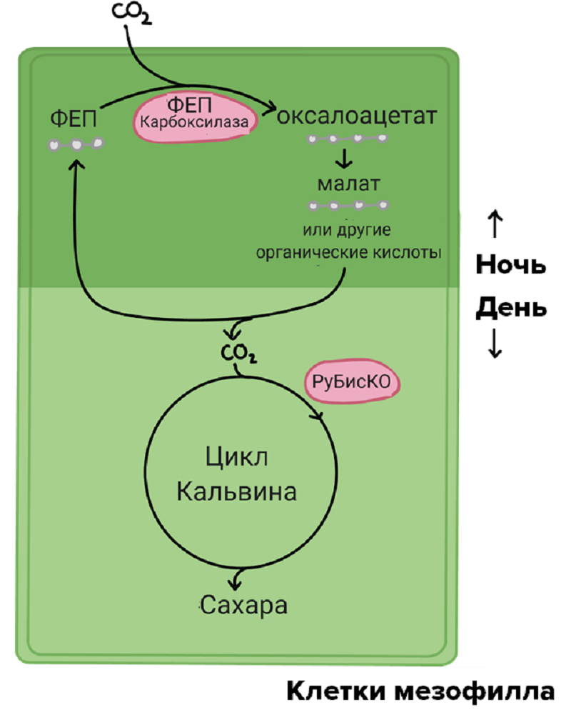 Схема CAM-фотосинтеза