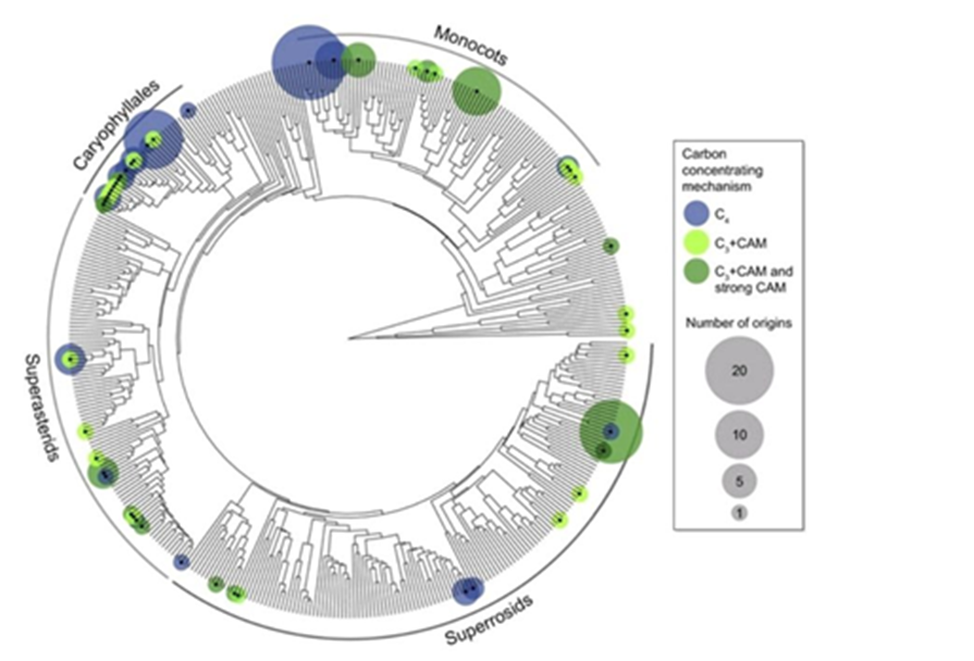 Распределение случаев возникновения С4- и САМ-фотосинтеза по филогенетическому древу