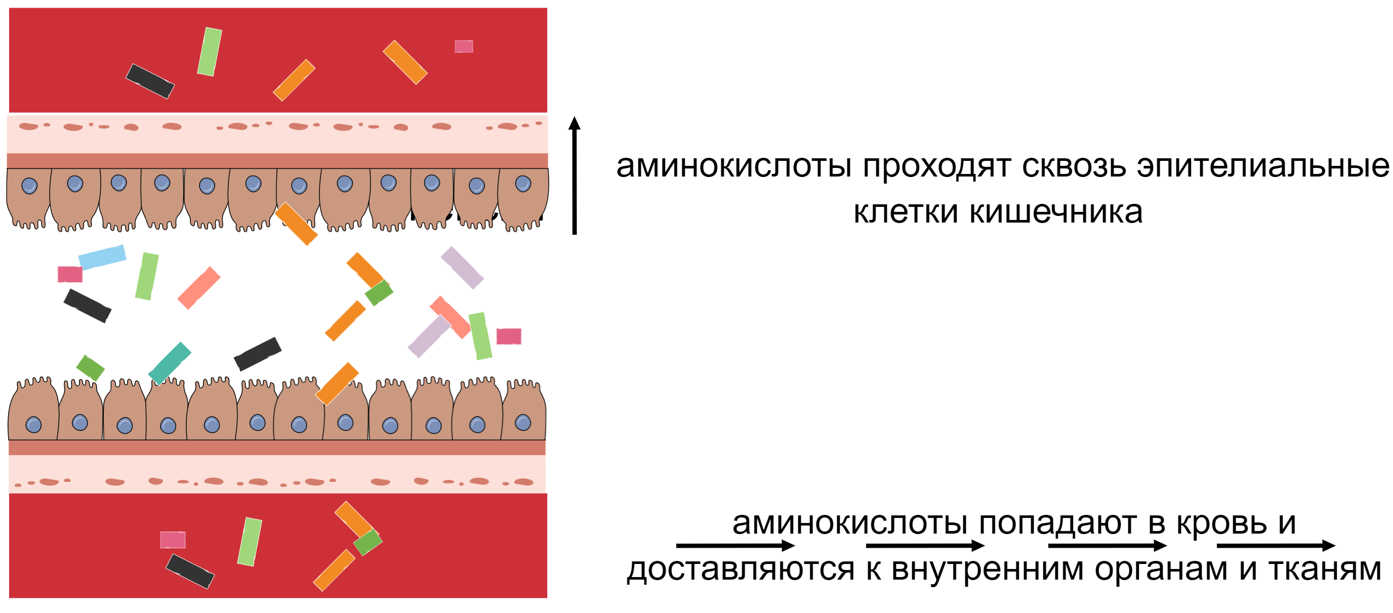 Переваривание белка в пищеварительной системе человека