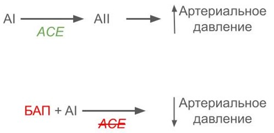 Схема механизма действия биологически активного пептида (БАП) на артериальное давление