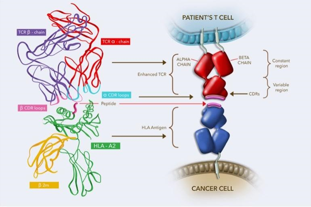 Справа: Схема взаимодействия Т-клеточного рецептора на поверхности Т-лимфоцита с пептидом в комплексе с HLA на поверхности раковой клетки. Слева: то же, в молекулярном формате