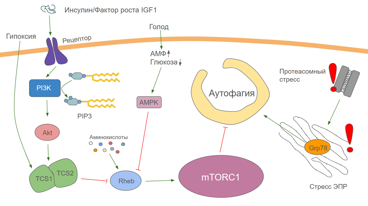 Регуляция аутофагии