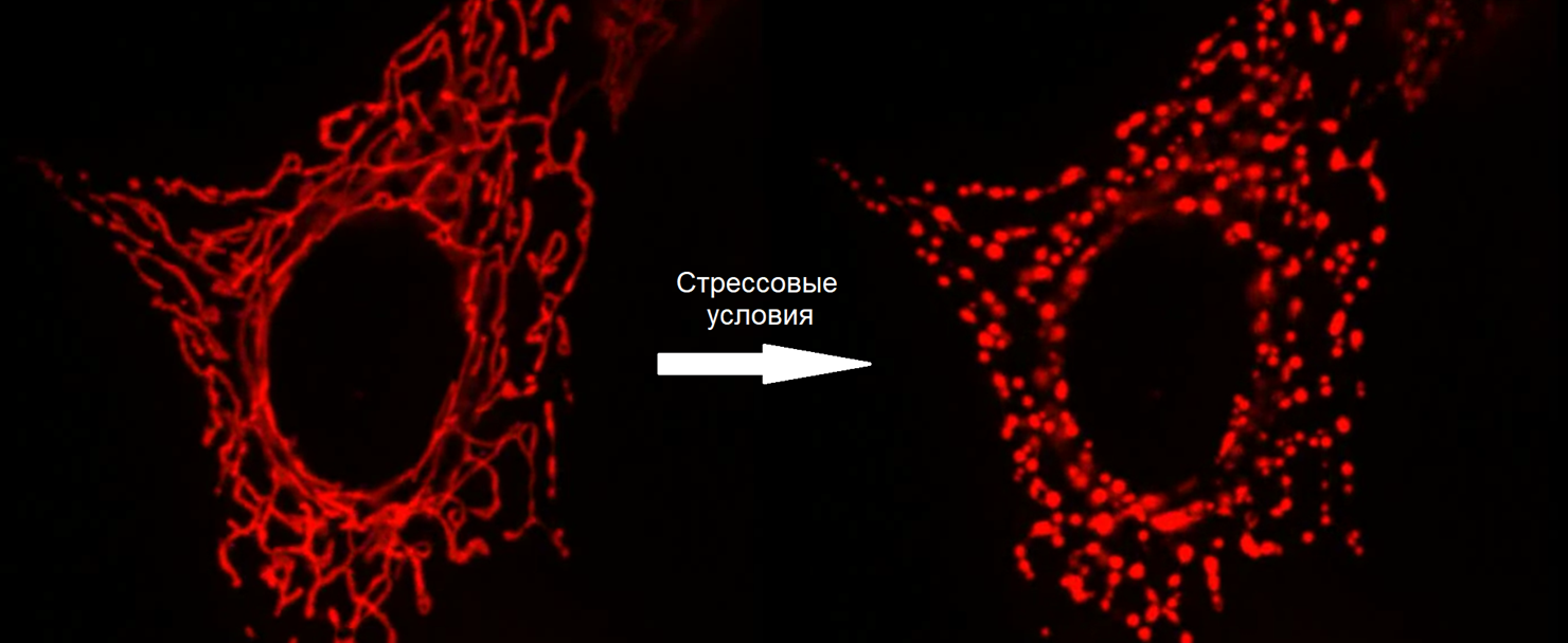 Фрагментация митохондрий под действием митохондриального токсина