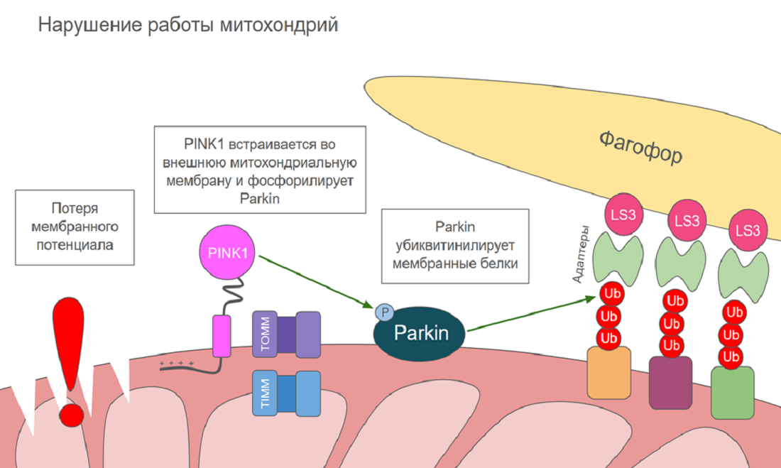 Механизм действия PINK1 в разных условиях