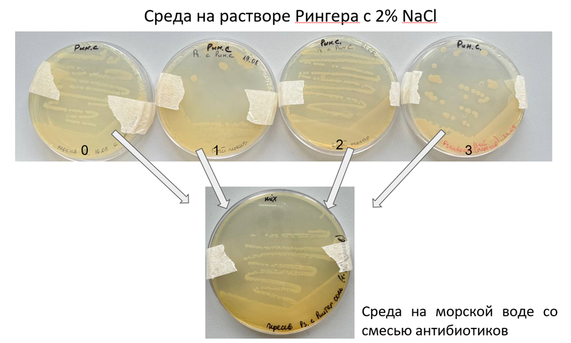 Схема определения минимальных ингибирующих концентраций антибиотиков для Pseudoalteromonas
