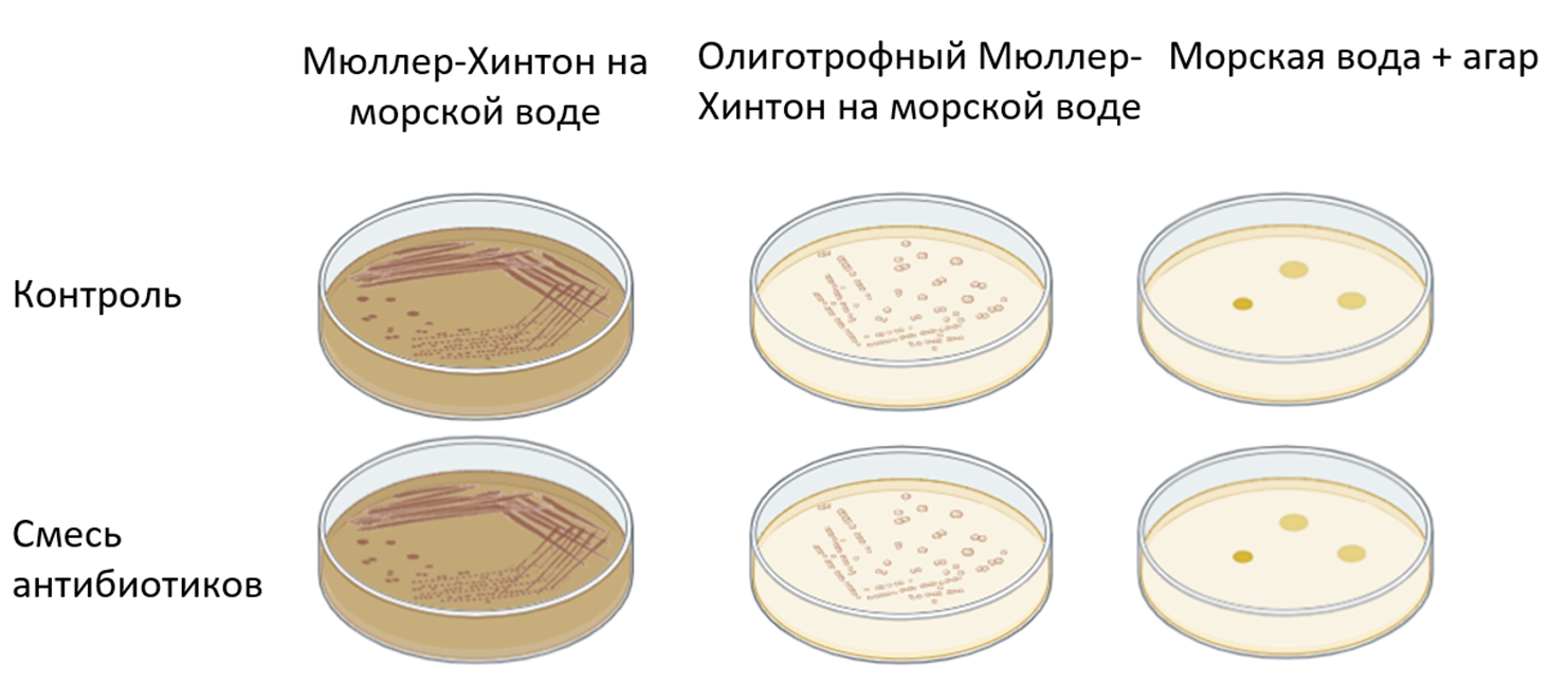 Схема определения минимальных ингибирующих концентраций антибиотиков для Pseudoalteromonas