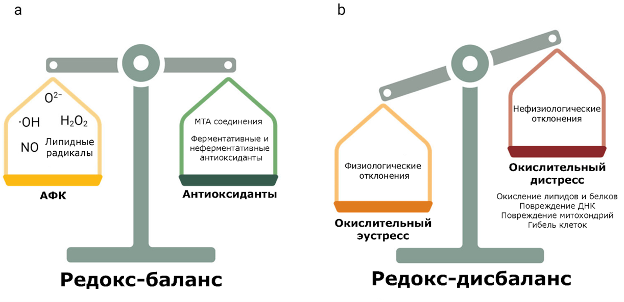 Редокс-баланс и редокс-дисбаланс