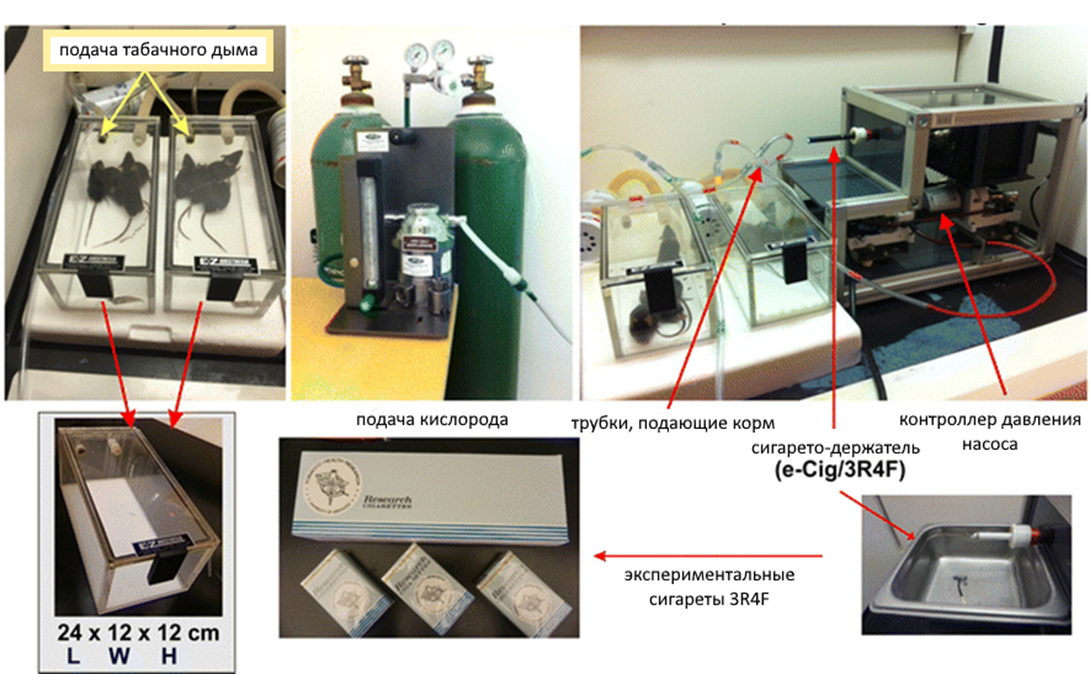 Аппарат для модулирования воздействия табачного дыма на мышей