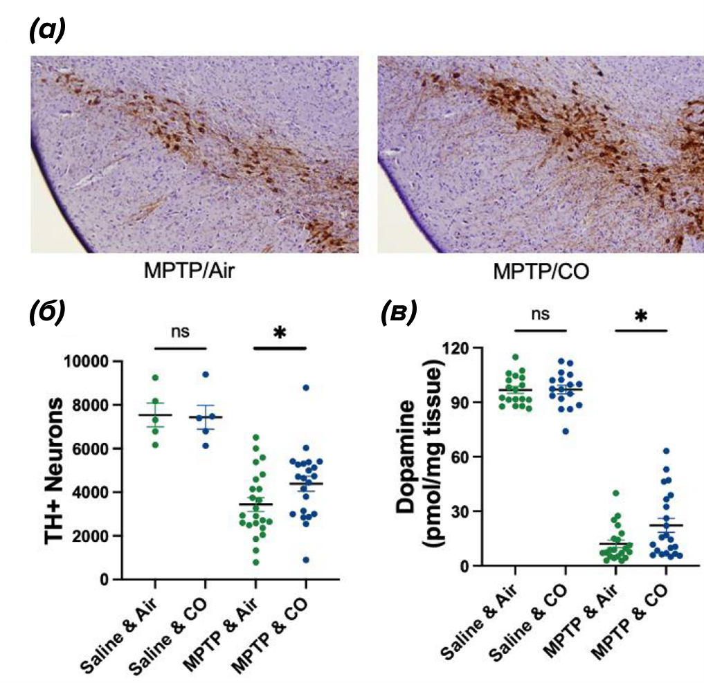 Монооксид углерода (CO) защищает от нейротоксичности, индуцированной нейротоксином MPTP в черной субстанции (SN)