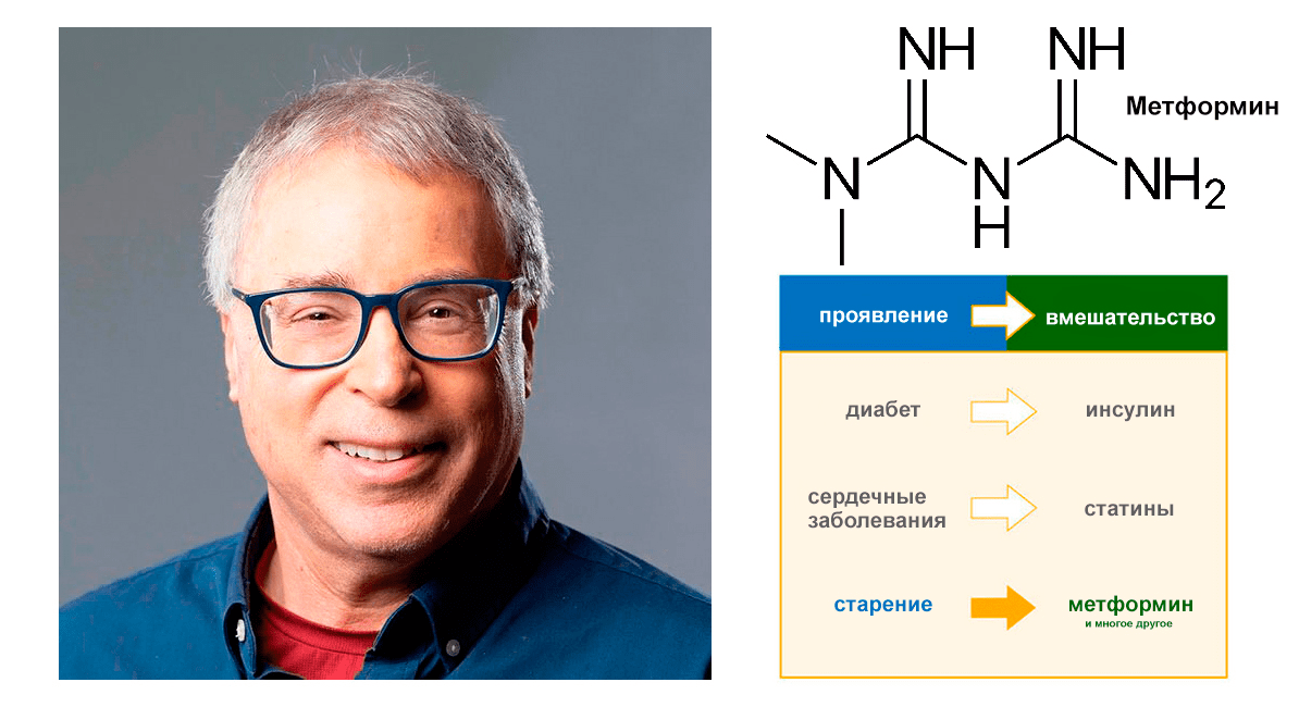 Идея воздействия метформином на процессы старения (TAME)