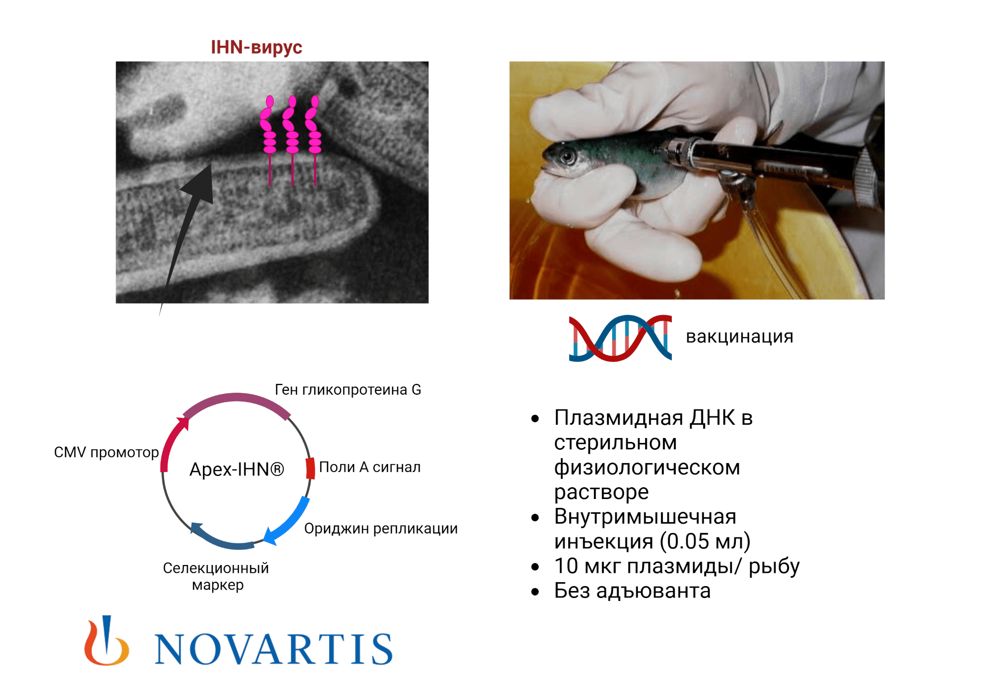 Cоздание ДНК-вакцины Apex-IHN для атлантического лосося