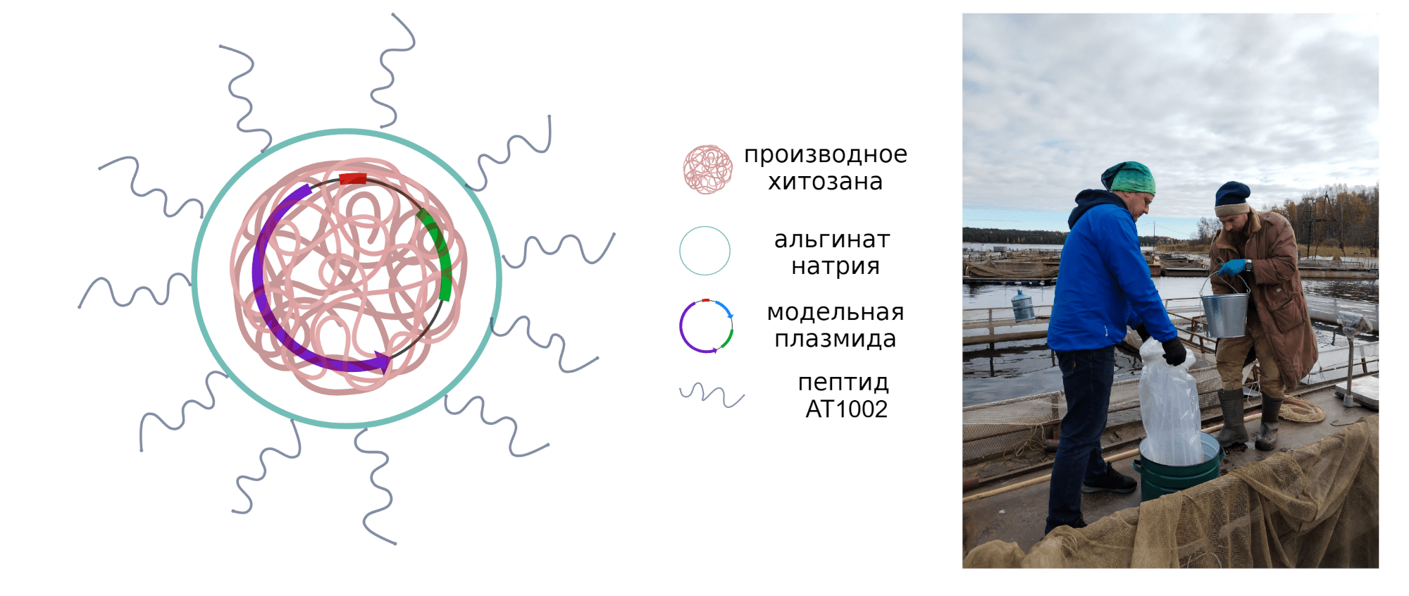 Проект по разработке ДНК-вакцины для перорального использования у рыб