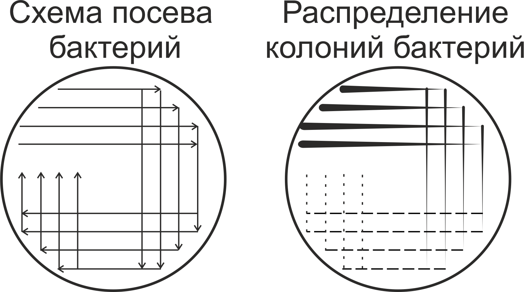 Схема посева бактерий методом истощающего штриха