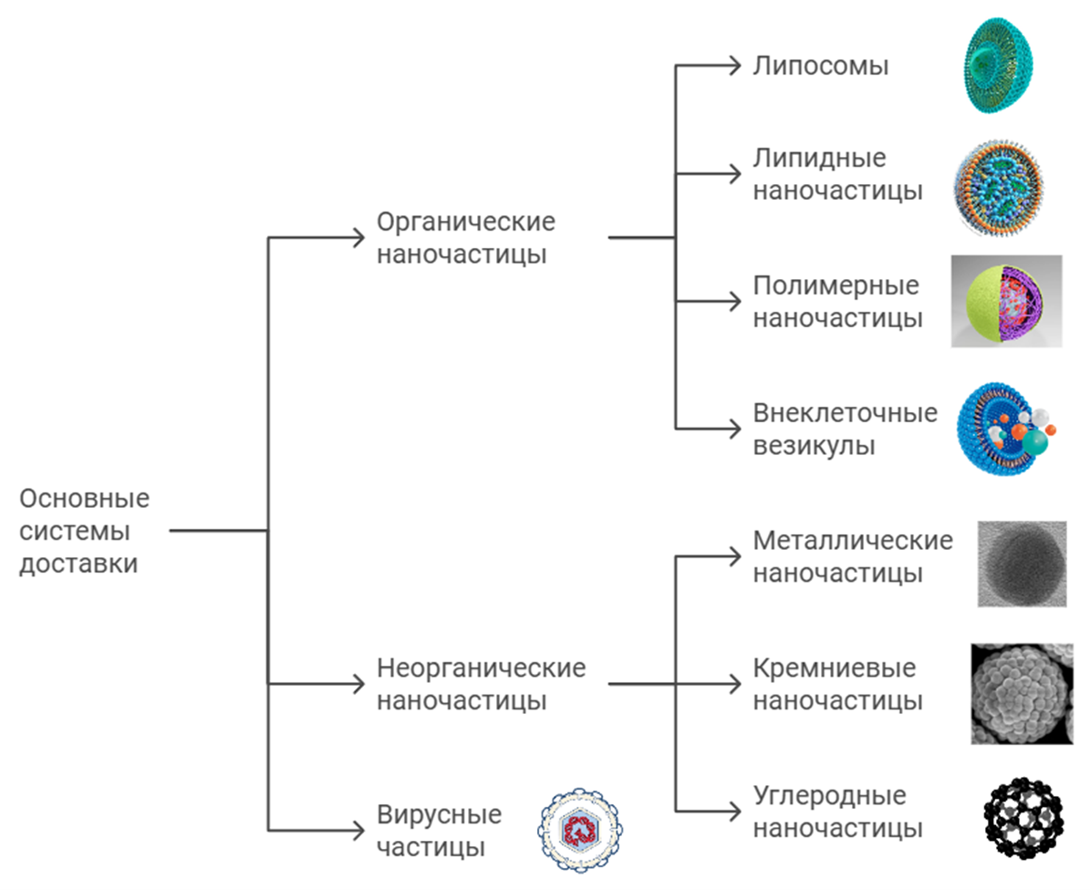 Основные виды наночастиц для доставки веществ