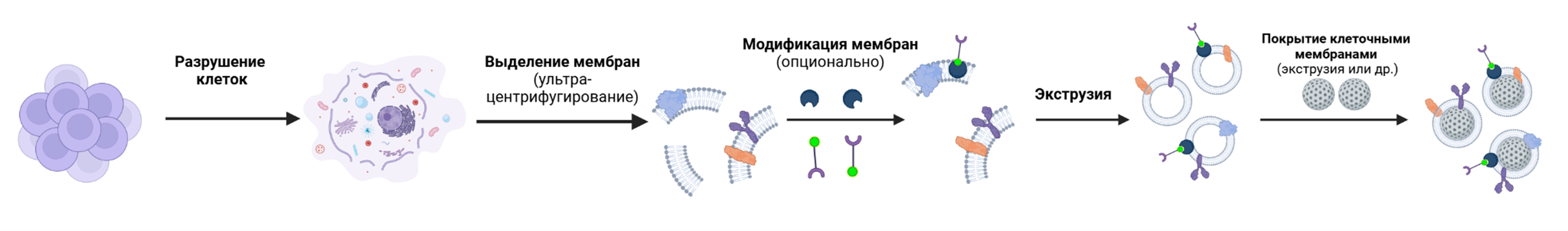 Схема получения наночастиц, покрытых клеточными мембранами (НПКМ)