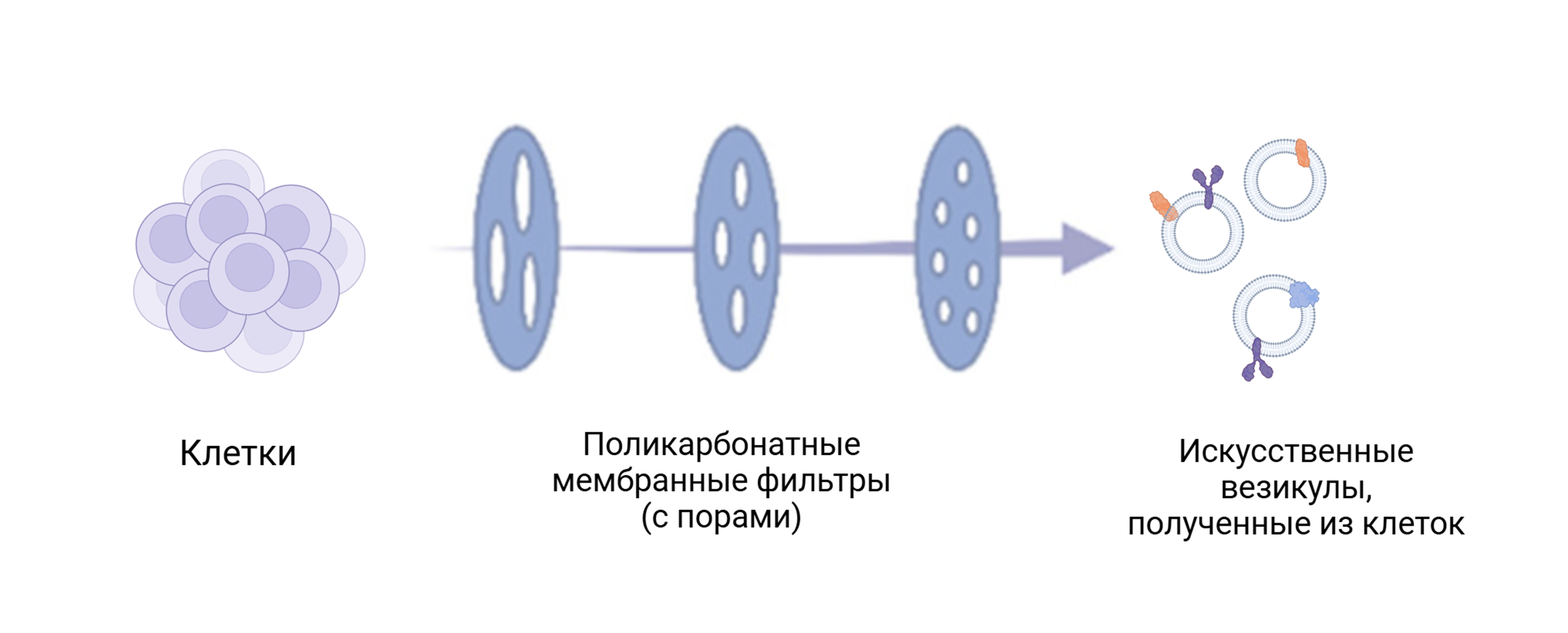 Образование искусственных везикул с помощью последовательной экструзии клеток