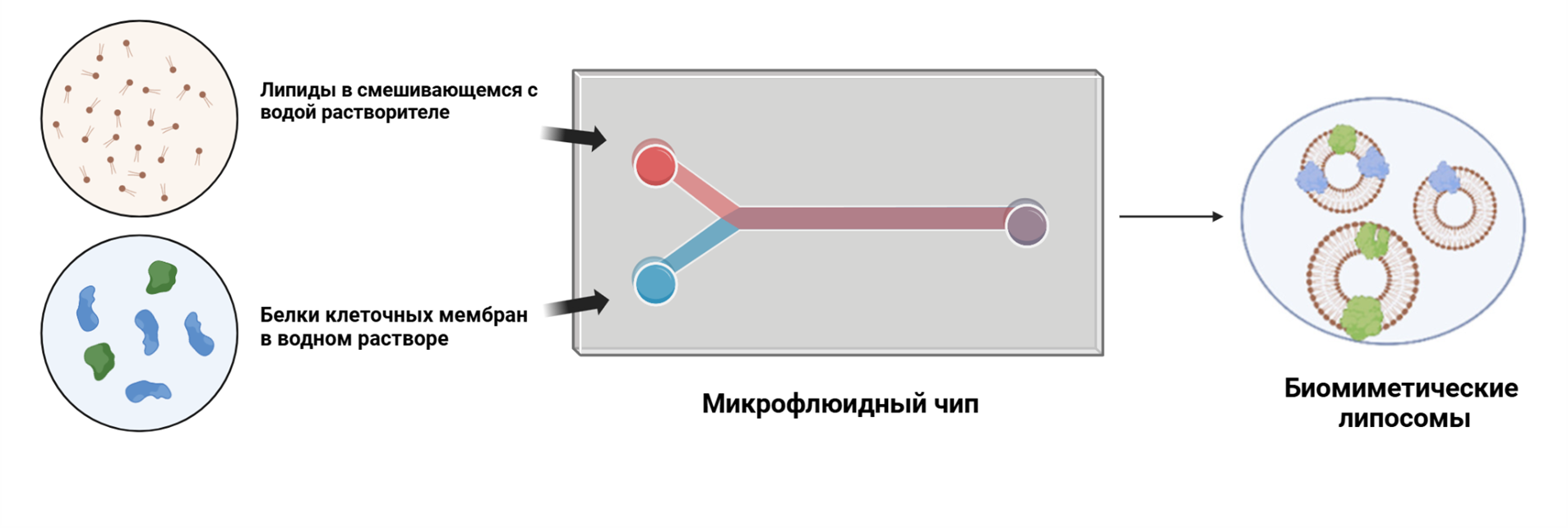 Образование биомиметических липосом с интегрированными белками клеточной мембраны с помощью микрофлюидики