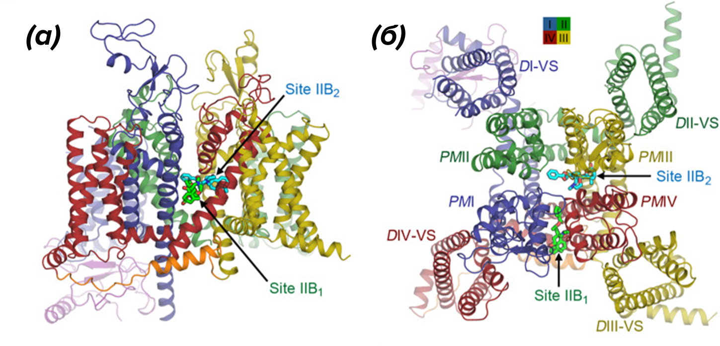 Двойной рецепторный участок для батрахотоксина в структуре натриевого канала