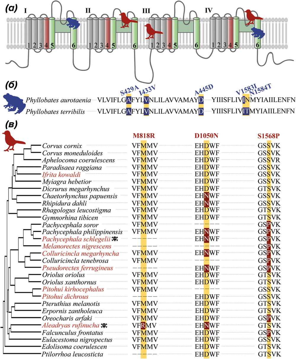 Положительные участки отбора в натриевых каналах ядовитых птиц и лягушек-дротиков