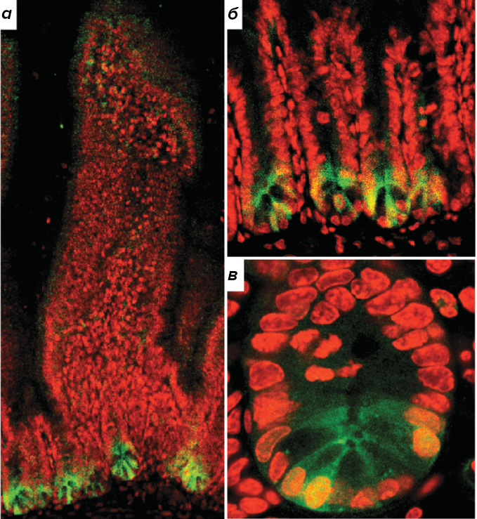 Снимок ворсинок тонкого кишечника мыши, полученный с помощью конфокальной микроскопии